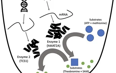 Utilizing a cell-free protein synthesis platform for the biosynthesis of a natur