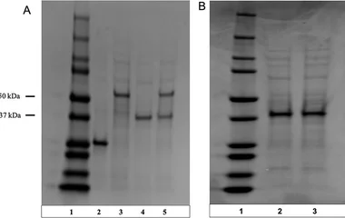 无细胞合成生物学平台实现天然产物咖啡因的高效生物合成