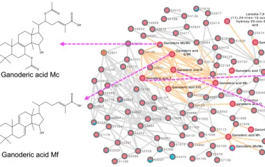 Enhanced Production and Profiling of Ganoderic Acids in Ganoderma lucidum Myceli