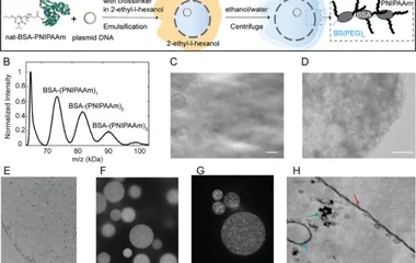 Cell Free Expression in Proteinosomes Prepared from Native Protein-PNIPAAm Conju