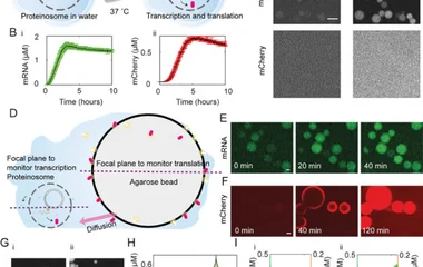 Cell Free Expression in Proteinosomes Prepared from Native Protein-PNIPAAm Conju