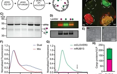 Dual loading of P22 VLPs with two fluorescent protein cargoes. (A) Cartoon illustration of pEAQ expression vectors harbo