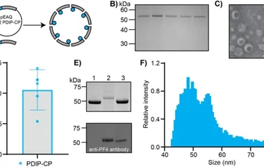 Encapsulation of toxic peptide cargo by fusion to P22 CP. (A) A cartoon schematic of PDIP‐CP fusion construct and its en