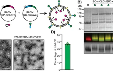 External display of mCLOVER3 on P22 VLPs using SpyTag/SpyCatcher. (A) Illustrations of the pEAQ vectors harbouring: P22