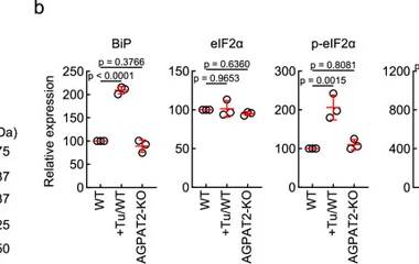 a WT and AGPAT2-KO MEFs were analyzed by Western blotting using antibodies against ER stress markers, including BiP, eIF