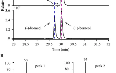 GC-MS analysis of (−)- and (+)-borneol in Blumea balsamifera and Cinnamomum burmanni leaves. Extracted ion chromatograms