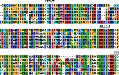 Partial alignment of BbTPS3 protein sequence with those of other known BPPSs. CbTPS1 (accession No. MW196671 ); SBS (acc