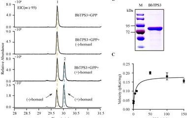 图1:BbTPS3体外试验GC-MS分析。(A) m/z95提取离子色谱,峰1为(-)-龙脑,峰2为(+)-龙脑。(B) SDS-PAGE。(C)不同GPP浓度下BbTPS3速率,数据为三次重复均值±标准差。