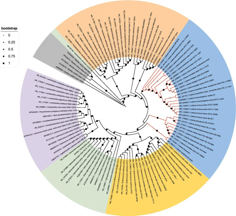 Phylogenetic analysis of the V2-V3 hypervariable regions of 16S rRNA from Listeria species and related bacteria. A phylo