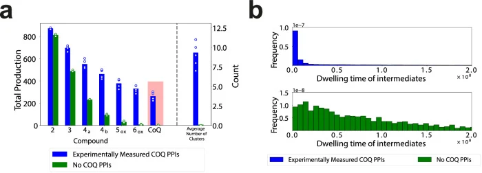 a Comparison of intermediate and coenzyme Q (CoQ) yields between systems with experimentally measured COQ protein-protein interaction (PPI) strengths (blue bars) and systems without any protein-protein interactions (green bars). The data are presented as mean of n = 6 and n = 3 independent experimen