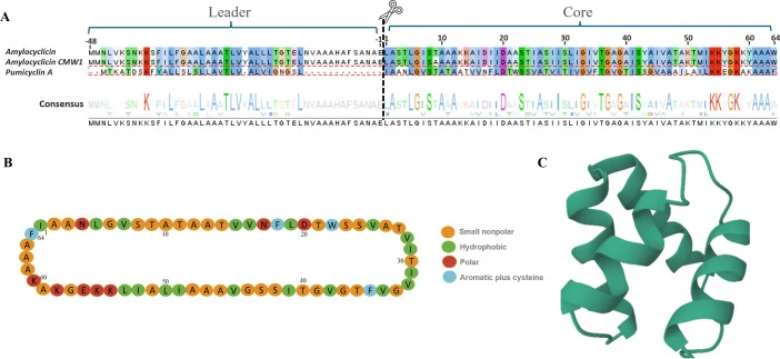 ( A ) MAFFT alignment of pumicyclin A with amylocyclicin and amylocyclicin CMW1; amino acid sequences were colored by Clustal based on their properties and conservation. The consensus sequences are shown in letters. The dotted line and the scissors indicate the predicted cutting site between the lea