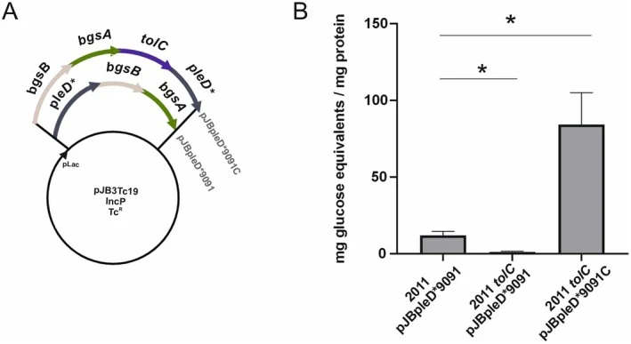TolC is required for MLG production. (A) Plasmid structure of pJBpleD*9091 and its derivative pJBpleD*9091C overexpressing tolC , constructed in this work. (B) Quantification of MLG production in S. meliloti 2011 and their tolC mutant derivative. MLG levels were measured in the wild‐type strains and