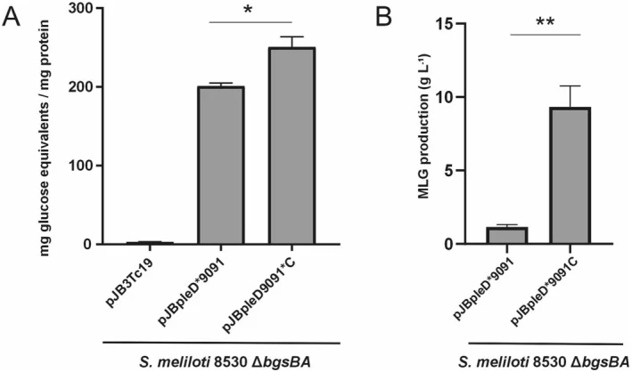 TolC overexpression increases MLG yields in S. meliloti . (A) MLG production was quantified in the S. meliloti 8530 Δ bgsBA background harbouring pJB3Tc19, pJBpleD*9091, or pJBpleD*9091C plasmids. Data were normalized to total protein content and represent the mean ± SD from five independent experim
