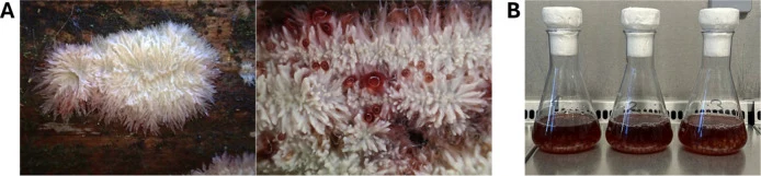 所用P. centrifuga菌株的图片。(A) 黑林国家公园针叶树枯木上生长的P. centrifuga子实体(凭证标本KR-M-0090335),即本研究所用菌株(DSM 121802)的来源。(B) P. centrifuga在PD培养基中的 submerged 培养物。