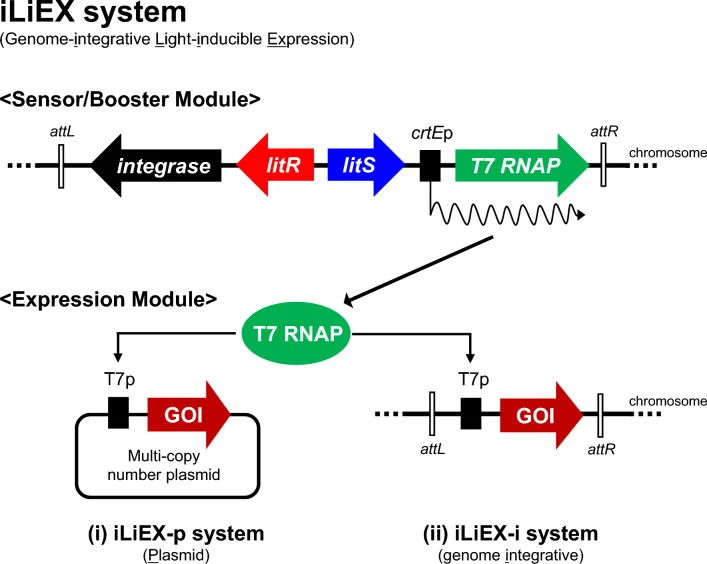 Schematic representation of two iLiEX systems. Two light-inducible expression (iLiEX) systems have been described: (i) a high-copy plasmid-based system, iLiEX-p, and (ii) a single-copy integrative system, iLiEX-i. A common feature of both systems is the genomic integration of a light sensor and a tr