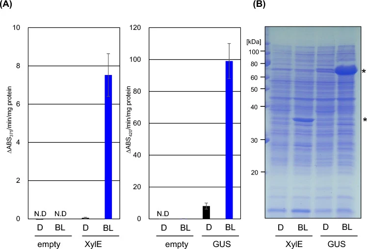 High production of XylE and GUS enzymes using the iLiEX-p system. ( A ) S. griseus transformants harboring the iLiEX-p system with GOIs encoding xylE or gus were cultured with shaking for 48 h under dark (D) or blue light (BL; center wavelength: 450 nm; 3 μmol s −1 m −2 ). Enzymatic activities of Xy