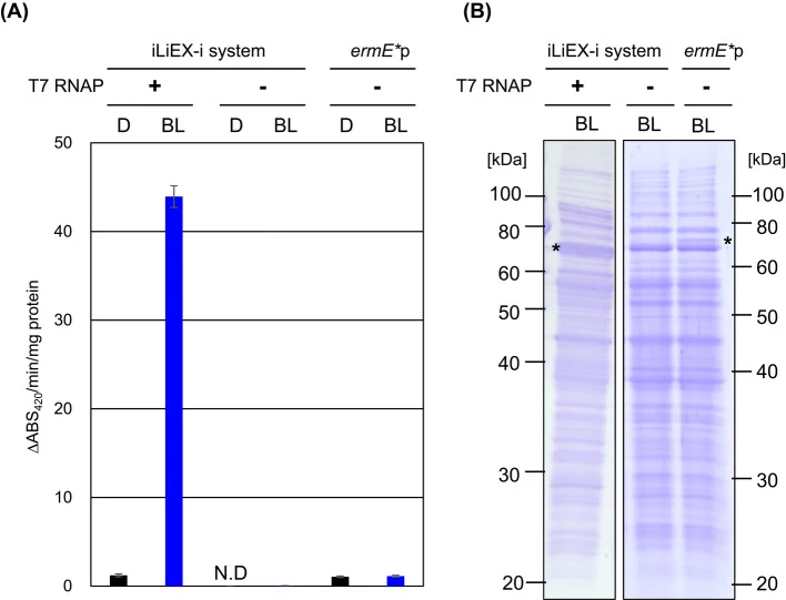 High production of GUS with iLiEX-i system. ( A ) Three types of S. griseus transformants were cultured with shaking for 48 h under dark (D) and blue light (BL): (i) harboring the iLiEX-i system, (ii) harboring the iLiEX-i system without T7 RNAP , and (iii) harboring ermE *p as a constitutive strong