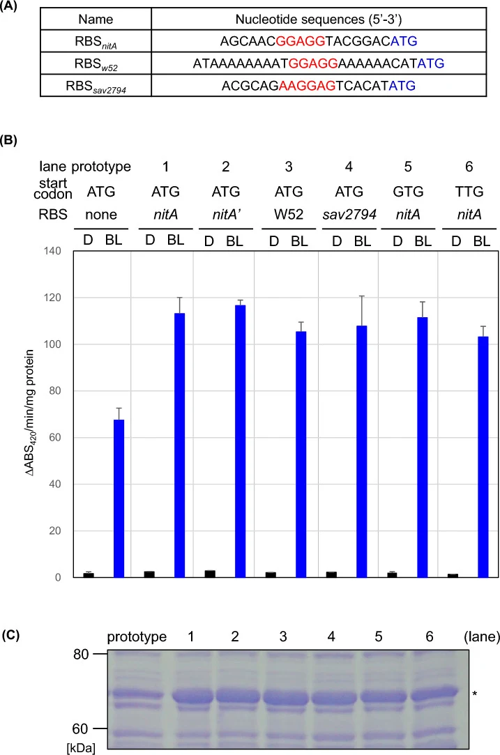 Optimization of the ribosome-binding site (RBS) and start codon of T7RNAP . ( A ) Nucleotide sequences of RBSs (RBS nitA , RBS W52 , and RBS sav2794 ) are shown in red along with their neighboring regions. ( B ) iLiEX-i transformants of S. griseus harboring T7RNAP with four types of RBSs and/or thre