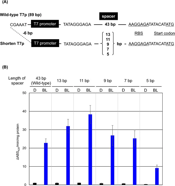 Trimming of T7 promoter. ( A ) A schematic representation of the T7 promoter is shown. The wild-type T7 promoter is 89 bp in length and includes an upstream region, a T7RNAP recognition site, a spacer region, and RBS. In the trimmed T7 promoter, the upstream region has been entirely removed, and the