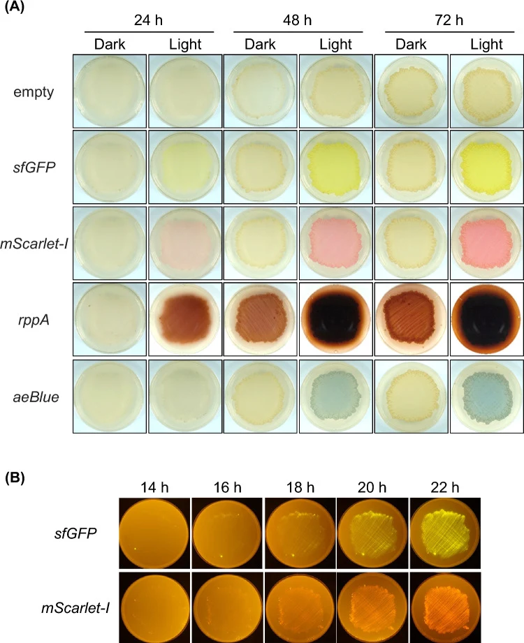 Visualizing gene expression on agar plates. ( A ) S. griseus transformants of iLiEX-i harboring GOI encoding sfGFP for green fluorescent protein, or mScarlet-I for red fluorescent protein, rppA for the brownish-red pigment flaviolin, and aeBlue for blue chromogenic protein were cultured on YMP-gluco
