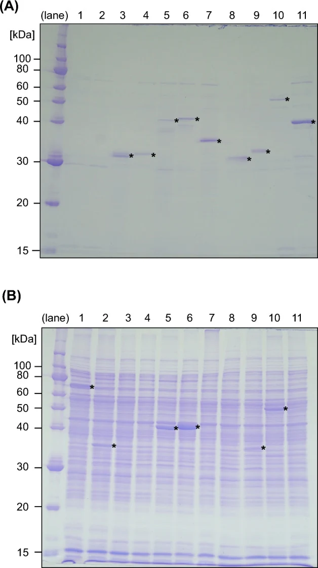High-level production of secreted enzymes. ( A ) iLiEX-i transformants of S. griseus harboring GOIs encoding GUS (lane 1), XylE (lane 2), leucine aminopeptidase (LAP) from S. griseus (lane 3) and S. pratensis (lane 4), prolyl aminopeptidase from S. griseus (lane 5) and S. lividans (lane 6), transglu