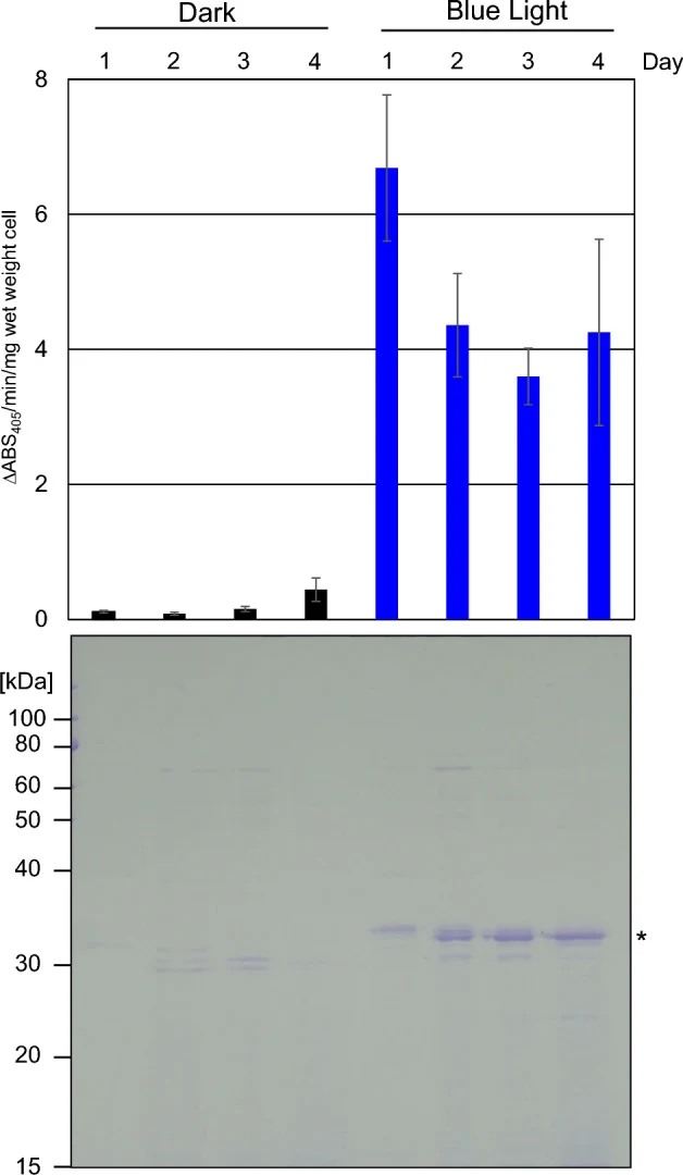 High production of LAP from the early growth phase. The iLiEX-i transformant of S. griseus harboring LAP was grown in a shaking culture under dark and blue light conditions. The LAP activity in the culture supernatant was evaluated every 24 h using a chromogenic substrate and calculated as the chang