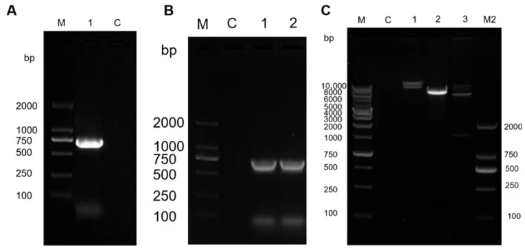 BsaMCO基因及重组质粒的分子验证。(A) BsaMCO基因的PCR扩增(泳道M:2 kb DNA marker;泳道1:BsaMCO基因扩增;泳道2:阴性对照);(B) 含BsaMCO转化子的菌落PCR验证(泳道M:2 kb DNA marker;泳道C