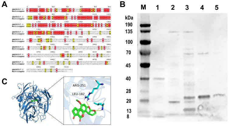 Characterization, Molecular Docking, and Purification of the AFB1-Degrading Enzyme BsaMCO. ( A ) Amino acid sequence alignment of BsaMCO with a reported AFB1-degrading enzyme, showing high identity and extensive coverage (Identical residues are highlighted in red, similar residues are highlighted in