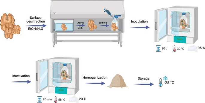 表面消毒与接种流程。使用BioRender创建。Schneidemann, S.（2026）https://BioRender.com/lidrqkj