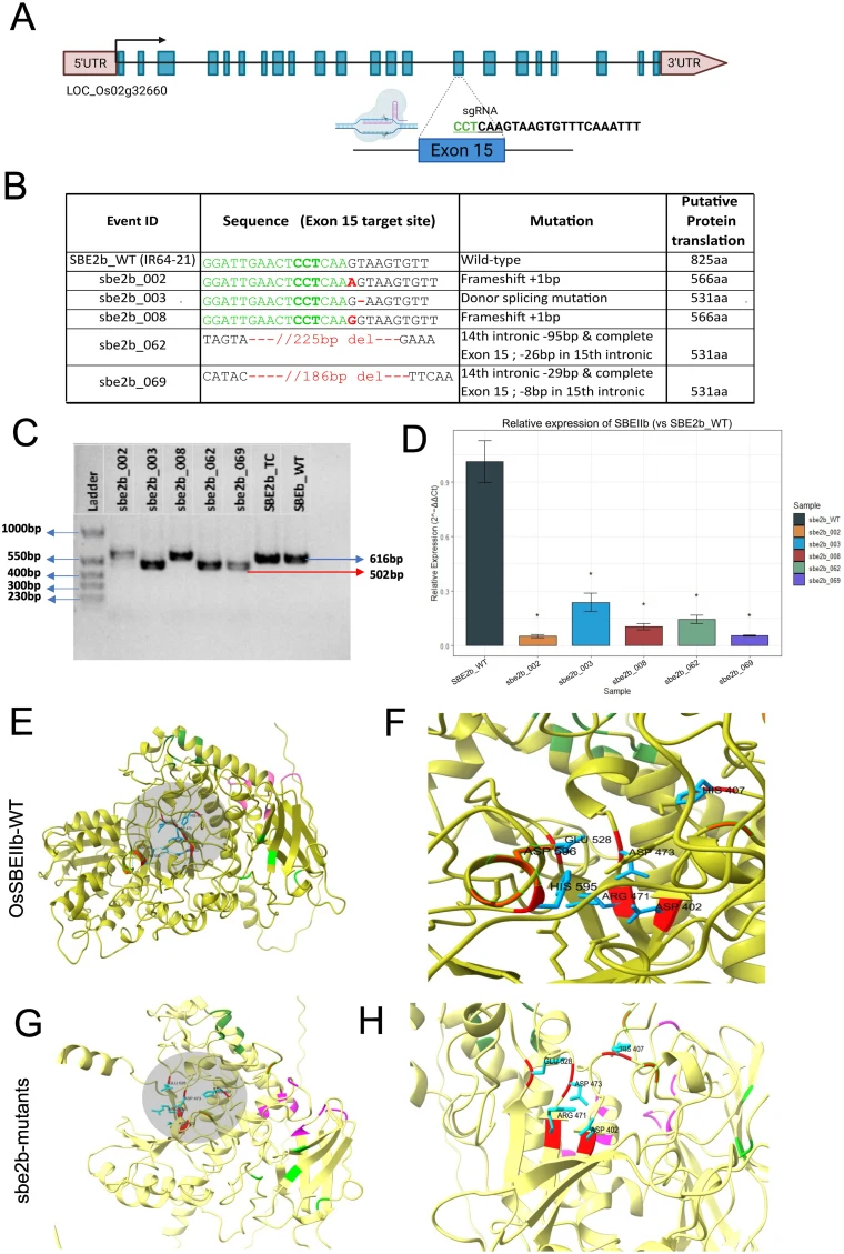 CRISPR/Cas9-mediated SBEIIb gene editing (A) Schematic representation of the SBEIIb gene and the single-guide RNA (sgRNA) targeting exon 15. The green box highlights the Protospacer Adjacent Motif (PAM) sequence. Blue solid boxes represent exons, and black dashed lines represent introns. (B) Tabular