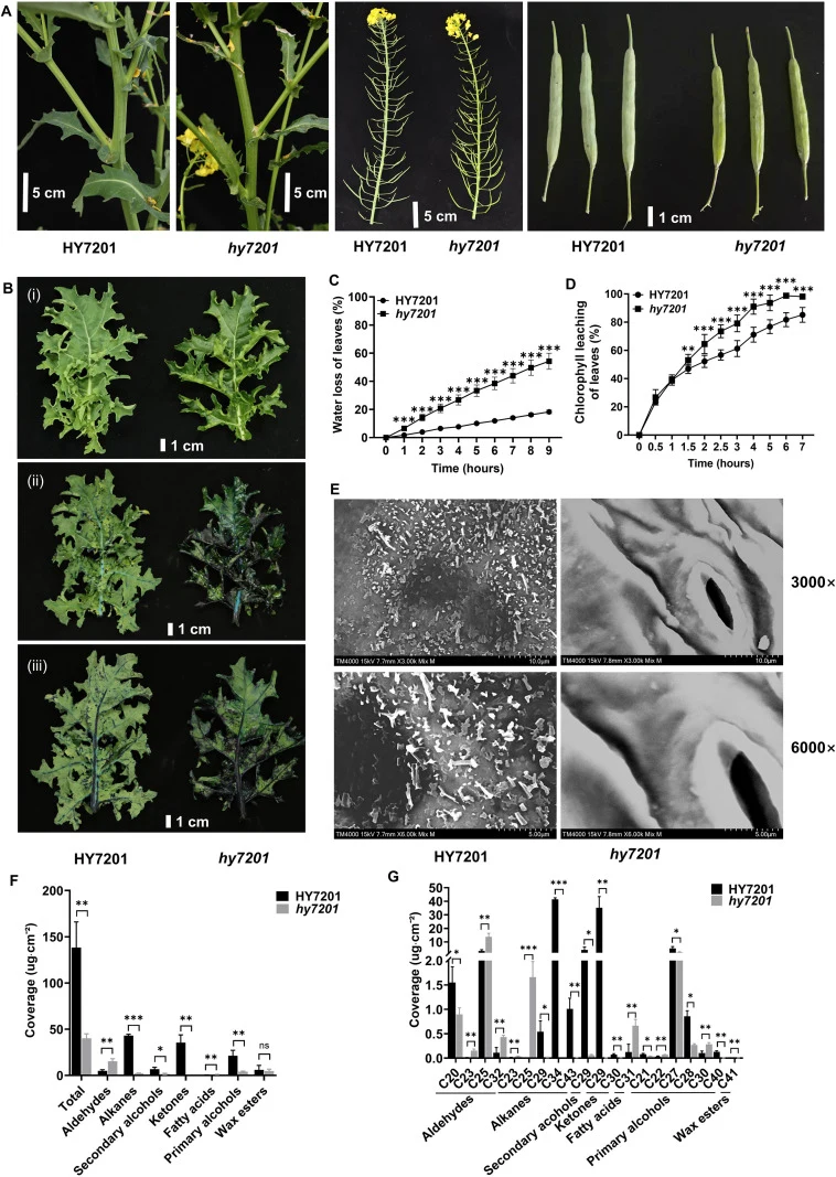 Phenotype and cuticular wax measurement of the WT ‘HY7201’ and the glossy mutant ‘ hy7201 ’. (A) Comparison of the glaucousness phenotype of stems, inflorescence stems, and siliques between the WT (HY7201) and the glossy mutant ( hy7201 ). (B) Glaucousness phenotype of leaves (i) and toluidine blue