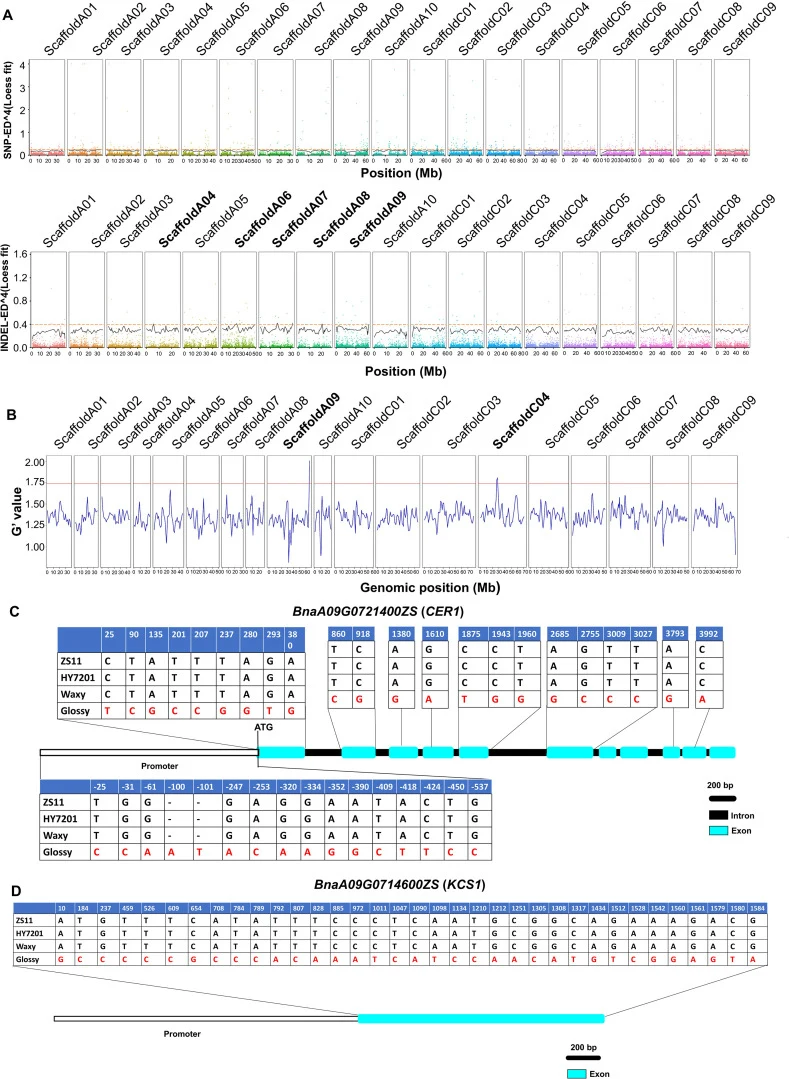 Manhattan plot illustrating the variation tends of ED and G’ value between the G-pool and W-pool associated with cuticular wax distribution across different chromosomes. (A) SNP-ED^4 and Indel-ED^4 between the G-pool and W-pool. The black line represents the fitted line, and the orange line indicate