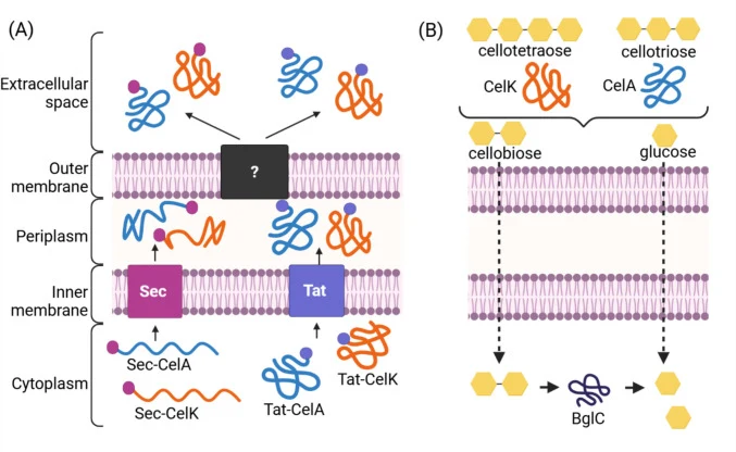 Design of cellulase secretion. ( A ) An exocellulase (CelK) and endocellulase (CelA) from Acetivibrio thermocellus were expressed as in-frame fusions with secretion signal peptides predicted to target cargo proteins to the Sec or Tat secretion pathways in Pseudomonas putida . ( B ) Cellotetraose and
