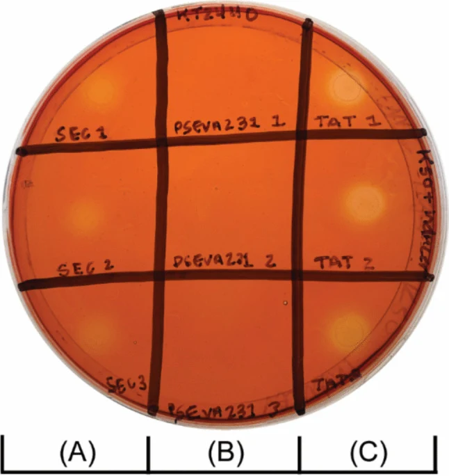 羧甲基纤维素在固体琼脂上的水解。将携带pSEC_cellulase(A)、pSEVA231(B)和pTAT_cellulase(C)质粒的恶臭假单胞菌KT2440液体培养物(5 μL)点样于含羧甲基纤维素(0.5% w/v)和卡那霉素(50 µg/mL)的M9琼脂上。通过刚果红染色观察羧甲基纤维素的水解情况。每个标记列中排列了每个菌株的三个生物学重复。