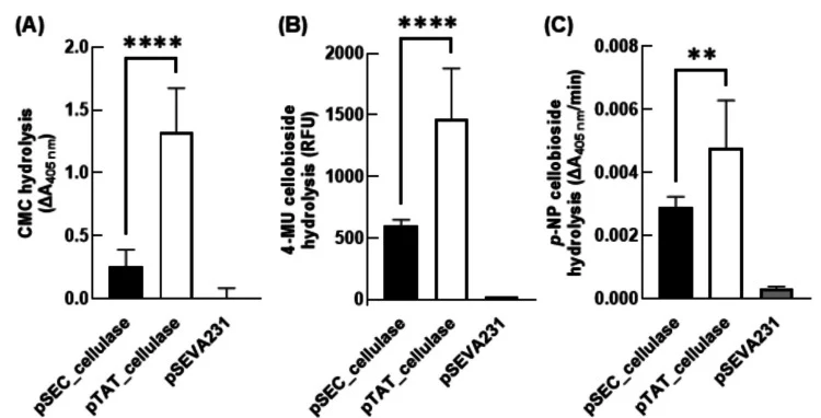Cellulase activity in culture supernatants. P. putida KT2440 expression cultures were sedimented via centrifugation and the culture supernatants were incubated with a variety of probe substrates for detection of cellulase activity. ( A ) Carboxymethylcellulose (CMC) hydrolysis was assayed via reacti
