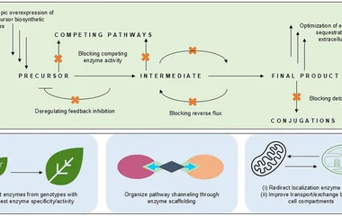 在烟草中优化异位A与内源B生物合成途径的通量。