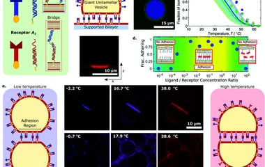 Amphiphilic DNA nanostructures for bottom-up synthetic biolo