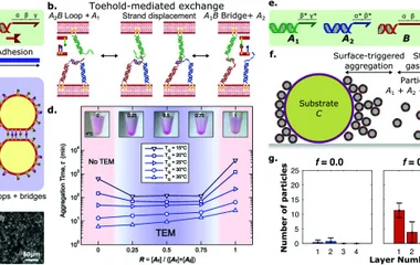 Amphiphilic DNA nanostructures for bottom-up synthetic biolo