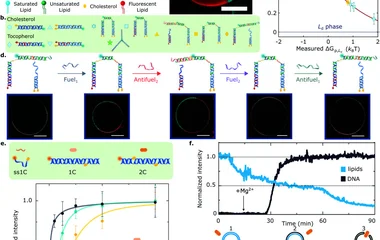 Amphiphilic DNA nanostructures for bottom-up synthetic biolo
