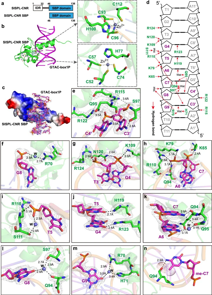 a Domain architecture of SlSPL-CNR (upper panel) and the construct used for structural studies (lower panel). b Overall structure of the SlSPL-CNR SBP–DNA complex with GTAC-box1P (a partial sequence of GTAC-box1) shown in magenta and the CNR SBP domain in green. The two zinc finger motifs are zoomed