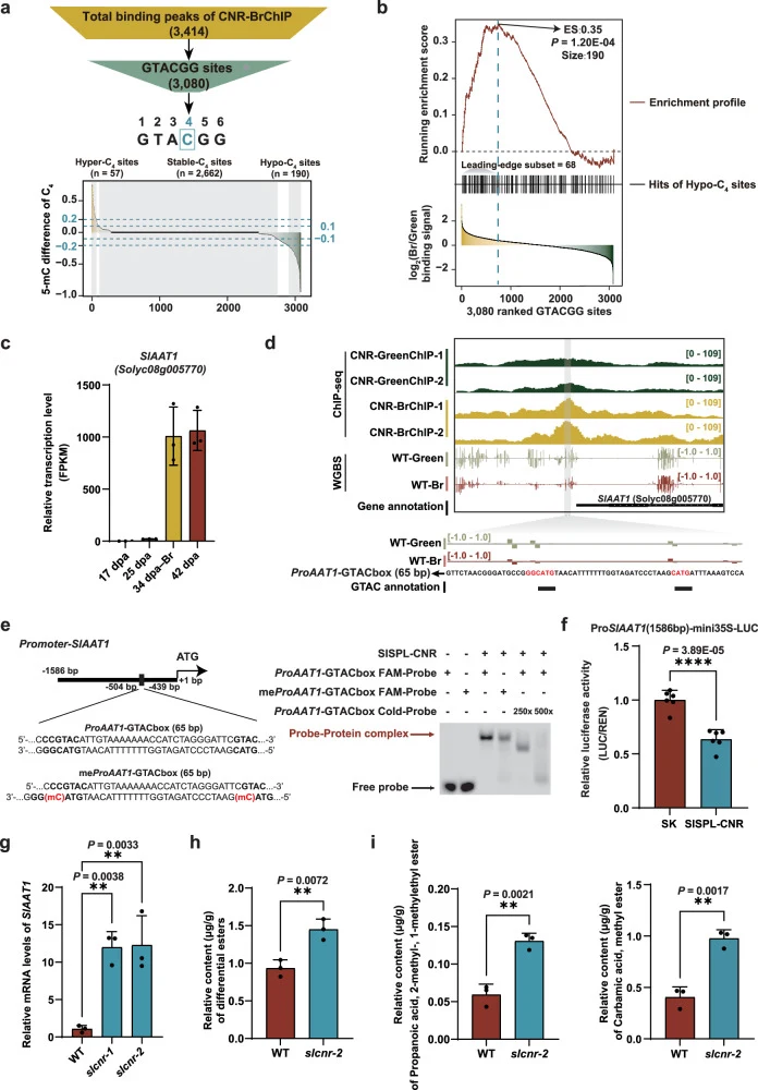 a Classification of C 4 -methylation dynamics within SlSPL-CNR–bound GTACGG motifs. From 3414 high-confidence CNR-BrChIP peaks, 3080 5′-GTACGG-3′ sites were identified. Sites were classified by methylation changes (between the breaker (Br) and green stages) at C₄ as stable-C₄ (|Δmeth | ≤ 0.10, n = 2