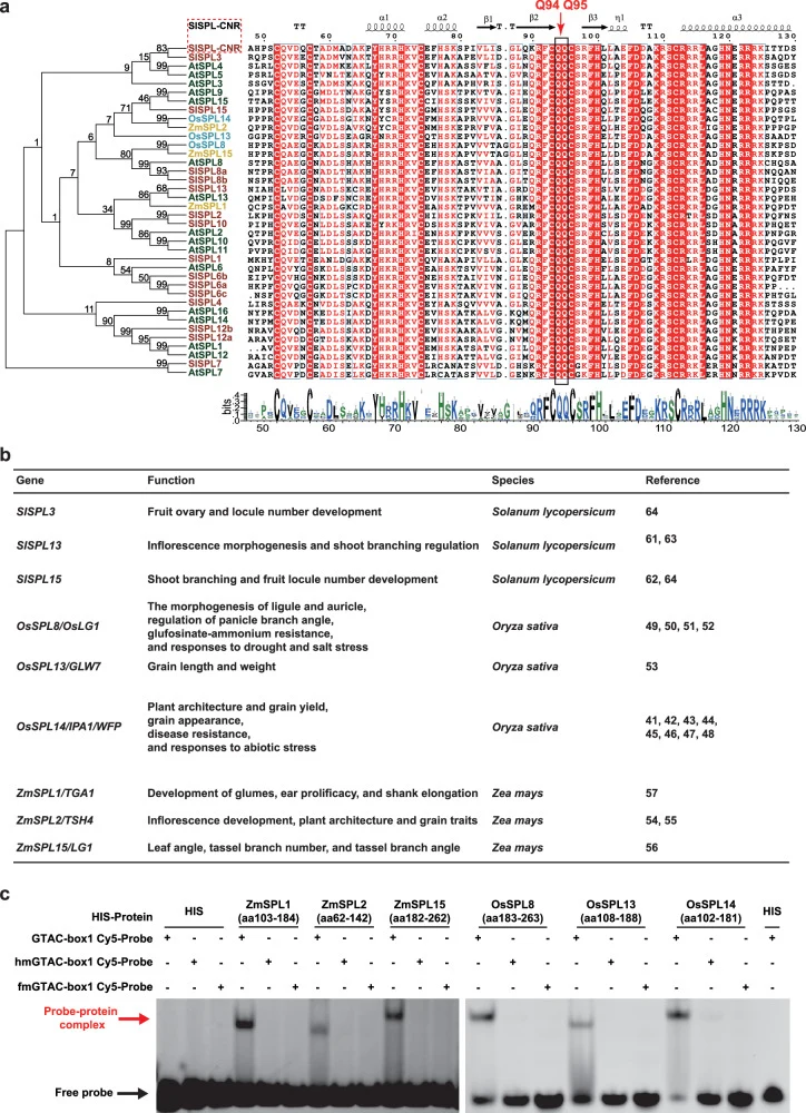 a Phylogenetic tree of SPL family members from tomato (16 SPLs), rice (three SPLs), maize (three SPLs), and Arabidopsis (16 SPLs). The tree was inferred using the neighbor-joining method in MEGA12 with 1000 bootstrap replicates, and protein sequence conservation of the SBP domain was analyzed using