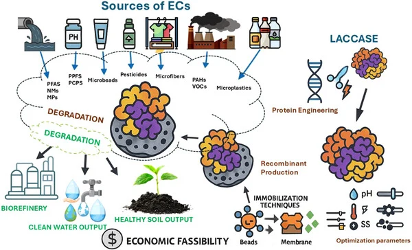 漆酶降解新兴污染物(ECs)的强化与应用,包括强化策略、污染物类型、降解途径和环境效果。此处涵盖的ECs包括多环芳烃(PAHs)、挥发性有机化合物(VOCs)、纳米材料(NMs)、全氟和多氟烷基物质(PFAS)、药物和个人护理产品(PCPs)以及微塑料(MPs)。