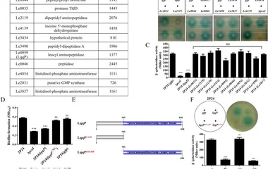 The expression of lqqP in Pseudomonas fluorescens 2P24 remarkably inhibits the production of AHL. (A) Co-IP reveals a li