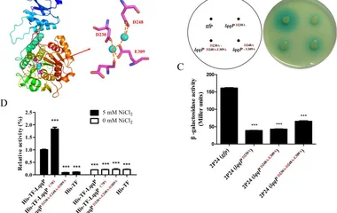 The enzyme activity of LqqP does not seem to be related to its block of AHL production in P. fluorescens 2P24. (A) Homol