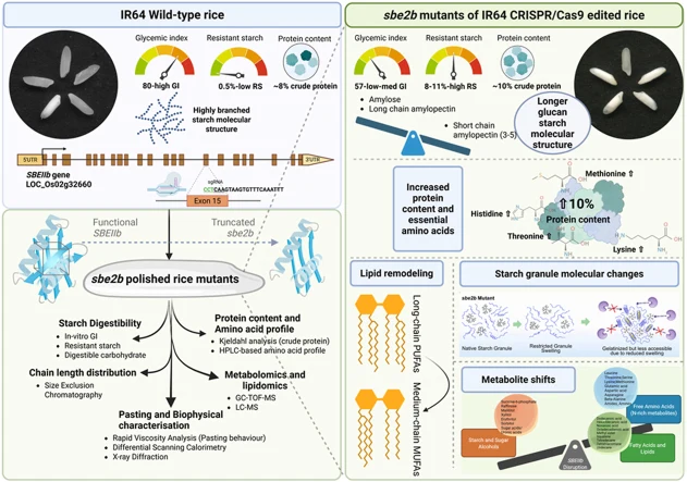 Genome editing of OsSBEIIb rewires starch architecture to lo