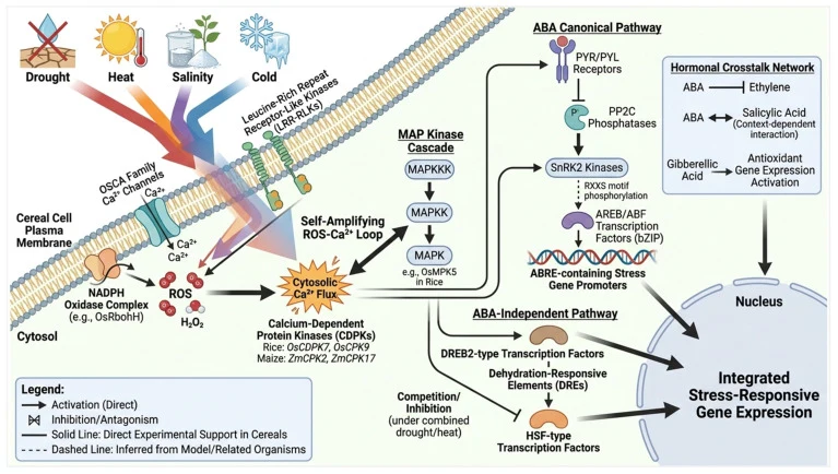 Integrated signalling framework under combined abiotic stress conditions in cereal crops. Combined abiotic stresses including simultaneous drought, heat, salinity, and cold are perceived at the plasma membrane of cereal cells through hyperosmolality-gated OSCA family calcium channels and leucine-ric