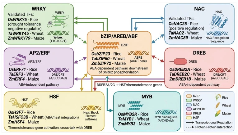 Transcription factor regulatory networks mediating combined abiotic stress responses in major cereal crops. Seven major TF families activated under combined abiotic stress conditions in cereals are depicted, showing their DNA-binding domain specificities, cis-regulatory element targets, and inter-fa