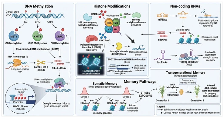 Epigenetic mechanisms underlying stress memory encoding and retrieval in cereal crops. Three major epigenetic regulatory systems that modulate stress-responsive gene expression and encode stress memory in cereals are depicted. DNA methylation at CG, CHG, and CHH contexts is established and maintaine