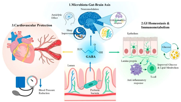LAB来源GABA的多靶点生理功能与全身健康益处。微生物GABA或GABA富集功能食品的饮食干预发挥多效性治疗效果。关键途径包括调节微生物群-肠-脑轴以缓解神经和精神疾病,通过内皮血管舒张和交感神经抑制减轻心血管高血压,以及协调胃肠运动与免疫代谢稳态。